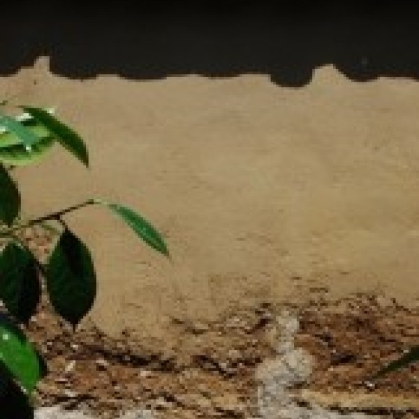 Enduit terre/chaux/chenevotte/sable sur un mur en pisé à Francheville (69)